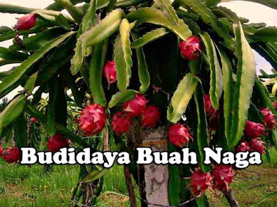  untuk mendapat hasil yang melimpah memang terbilang gampang kalau kita mengetahui trik da 6 Cara Praktis Budidaya Buah Naga Agar Berbuah Lebat dan Besar